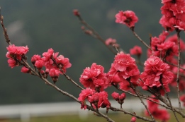 Plum blossoms.