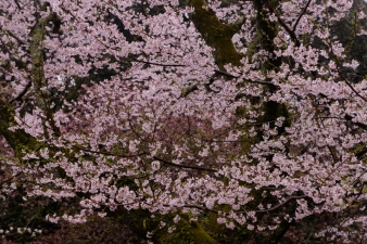 Cherry blossoms in the rain in Nara.