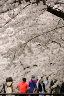 Cherry blossoms along the Philosopher's Path, Kyoto.