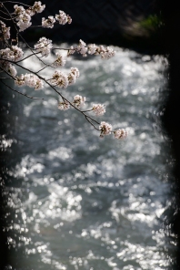Late season cherry blossoms in Toyama Prefecture.
