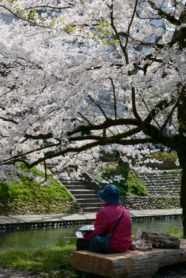 A lady sits drawing beneath the cherry blossoms in Toyama City, Toyama Prefecture.
