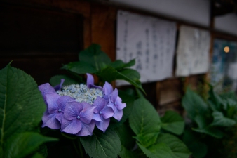 Purple hydrangeas in Kanazawa outside a temple.