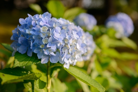 Baby blue hydrangeas in Ishikawa Prefecture.